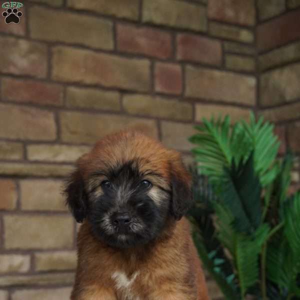 Oscar, Soft Coated Wheaten Terrier Puppy